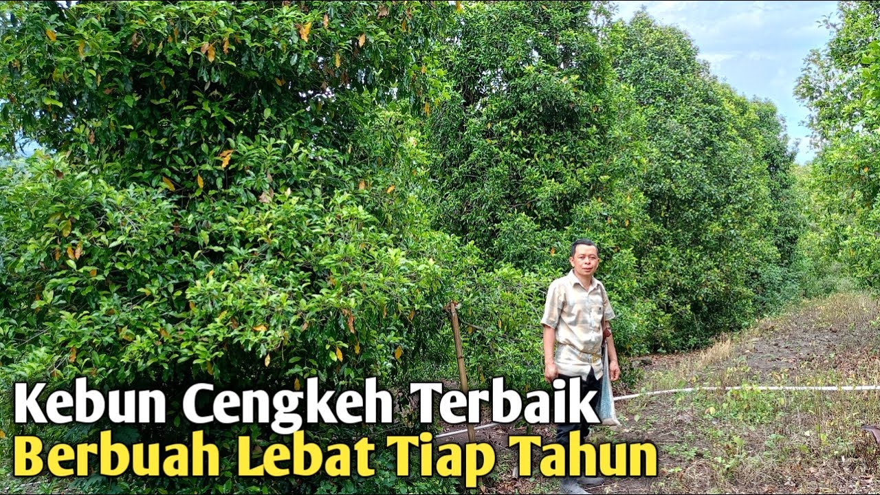 Berbuah Lebat Tiap Tahun ! Begini Cara Budidaya Cengkeh Ala Masternya Agar Subur dan Sehat❗