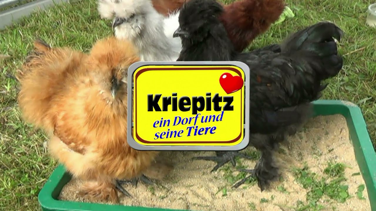Seidenhühner am Morgen, der Tag beginnt für die drolligen Tiere, Kriepitz