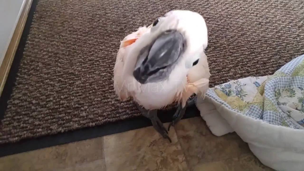 Max And His Drying Tent
