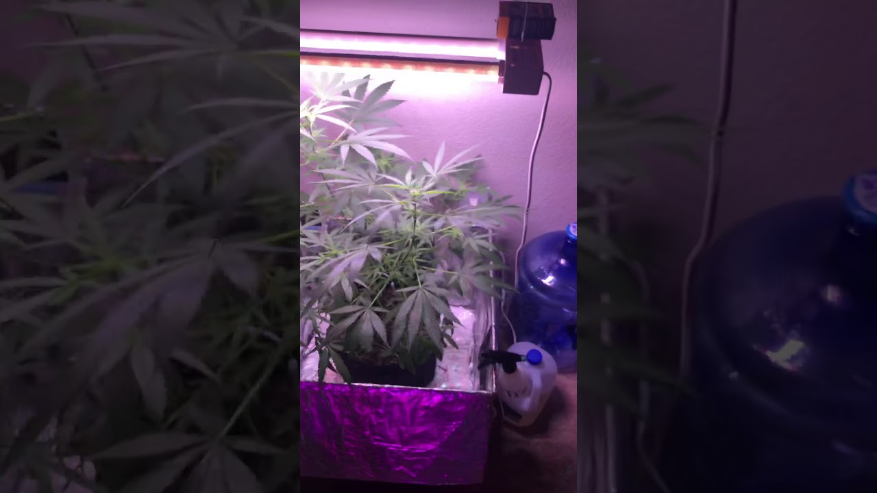 2 month old weed plants 🌱