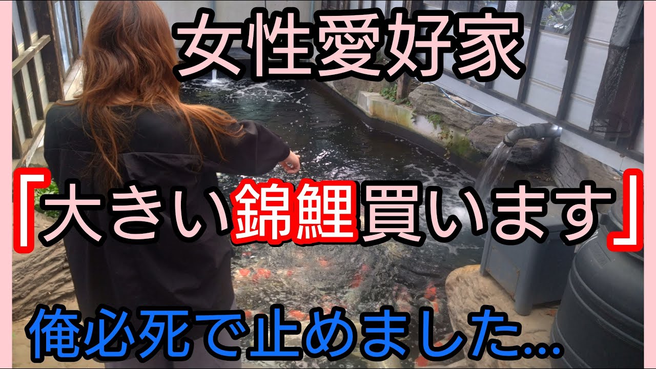 錦鯉女子が予算１０万で【大きい錦鯉買います】必死で止めた結果…　