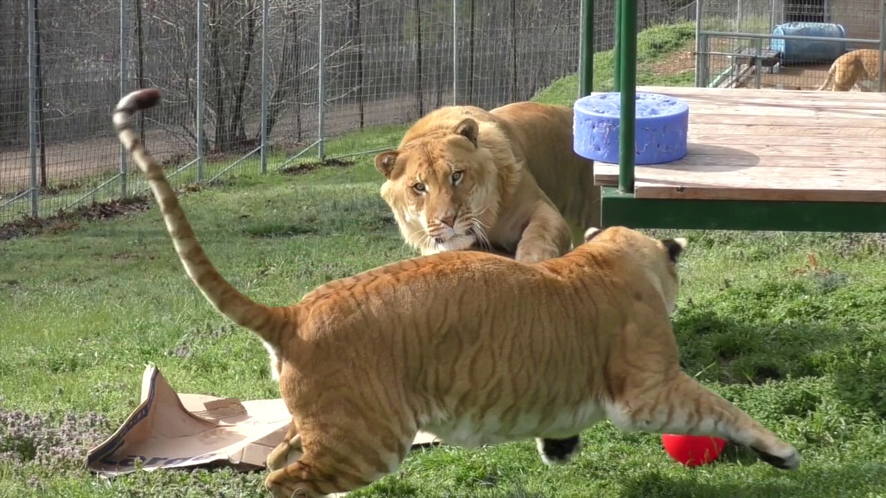 Ligers Play With 