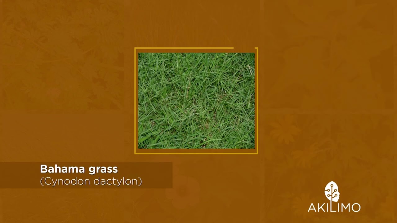 Best planting practices & weed control 7