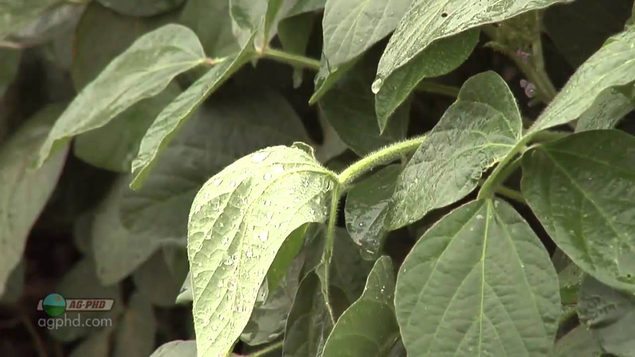 Mid-Season Soybean Fertility #841 (Air Date 5/18/14)