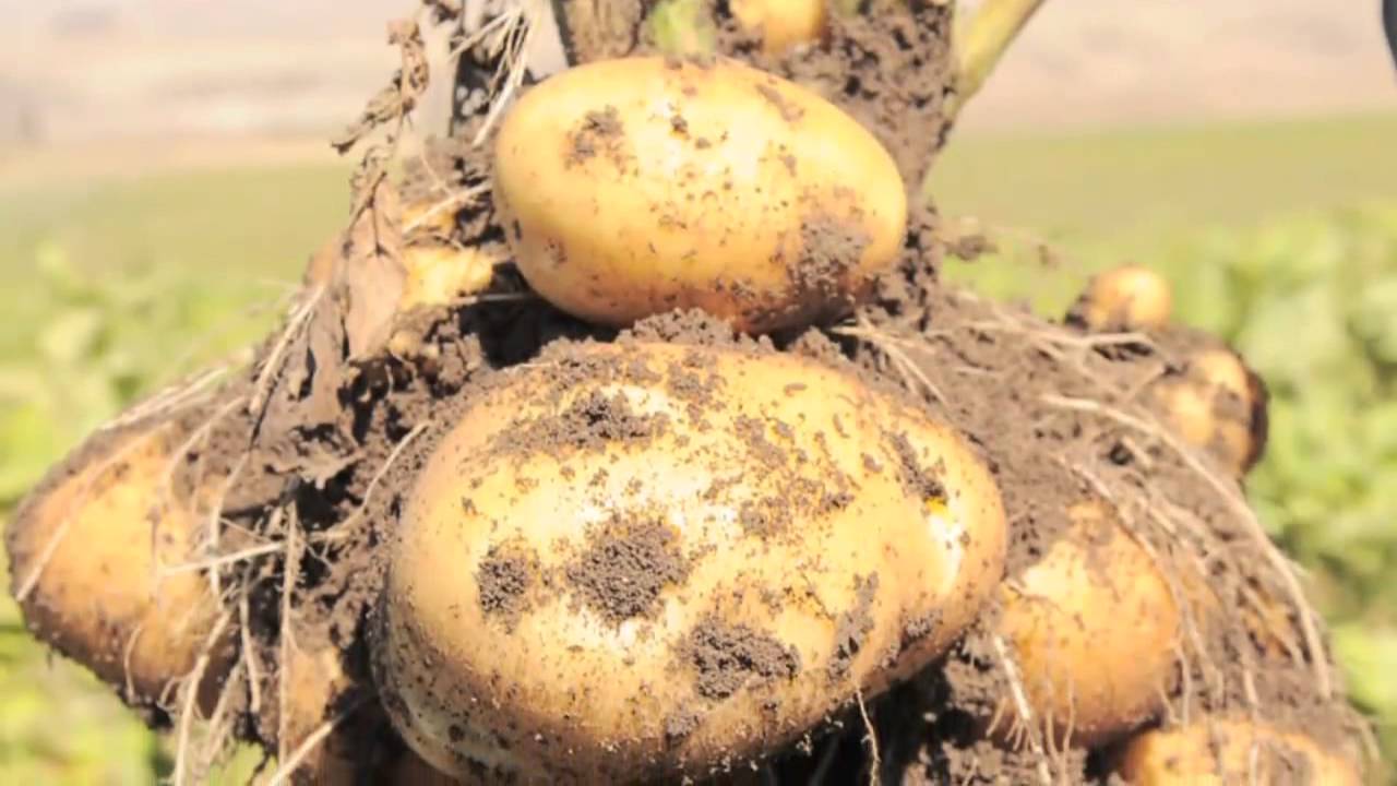 BAYER - Patates Eğitim Filmi | Vidizayn