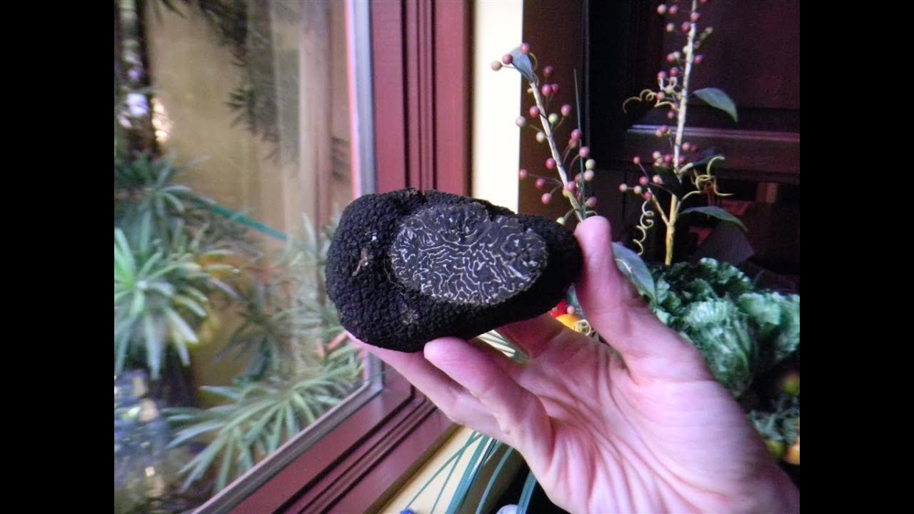 Are Truffles Worth the Cost? Question