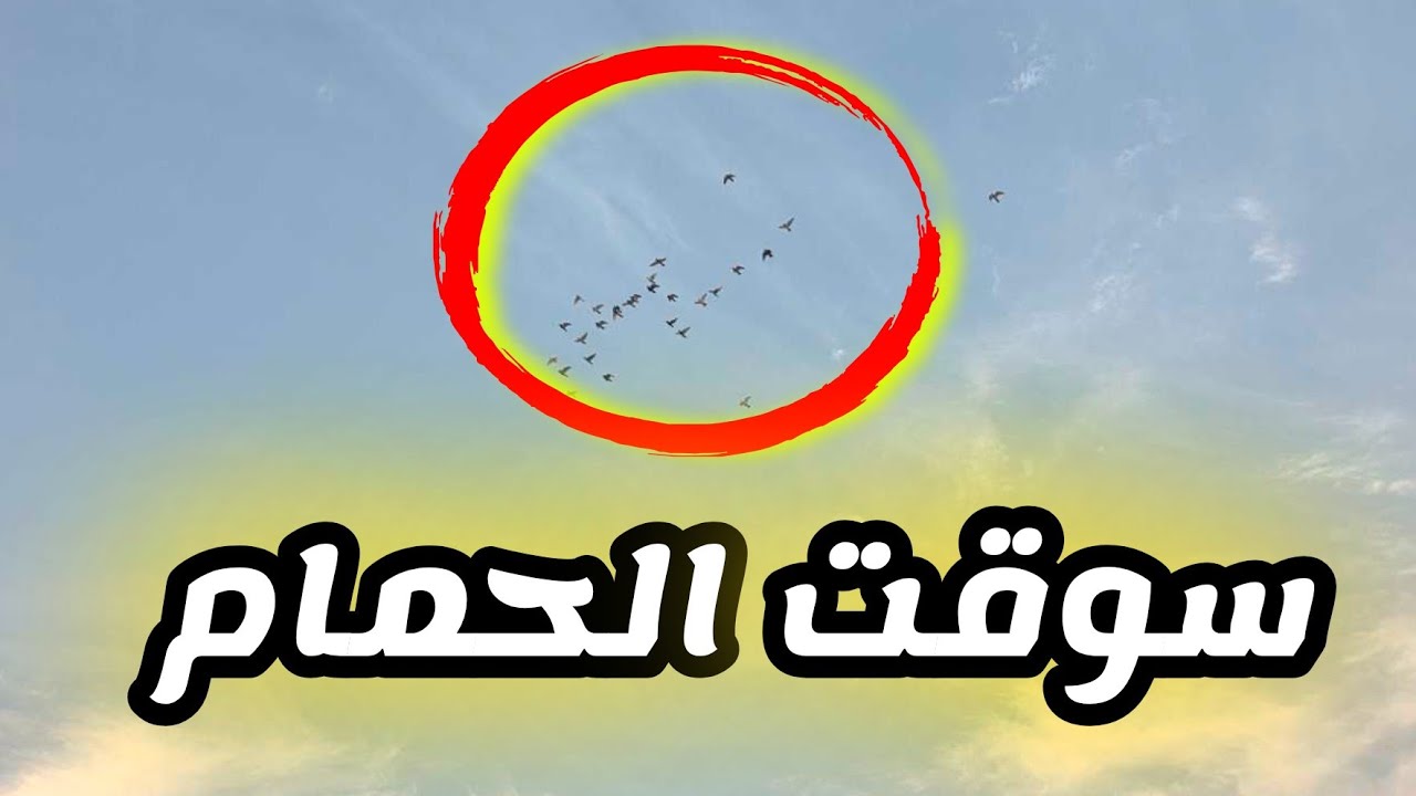 إبداع لحمام الموعد بداية قوية للحمام وساقت بشكل اسطوري