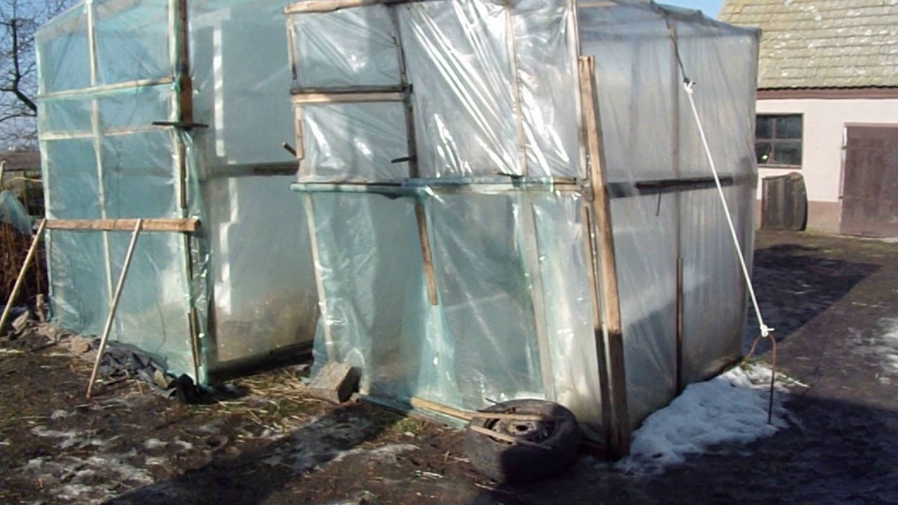 Washingtonia Filifera-zimowanie/Winter protection