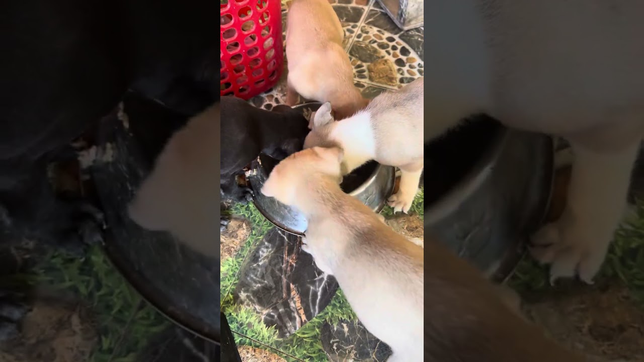 Hungry puppies need to eat #fypシ 