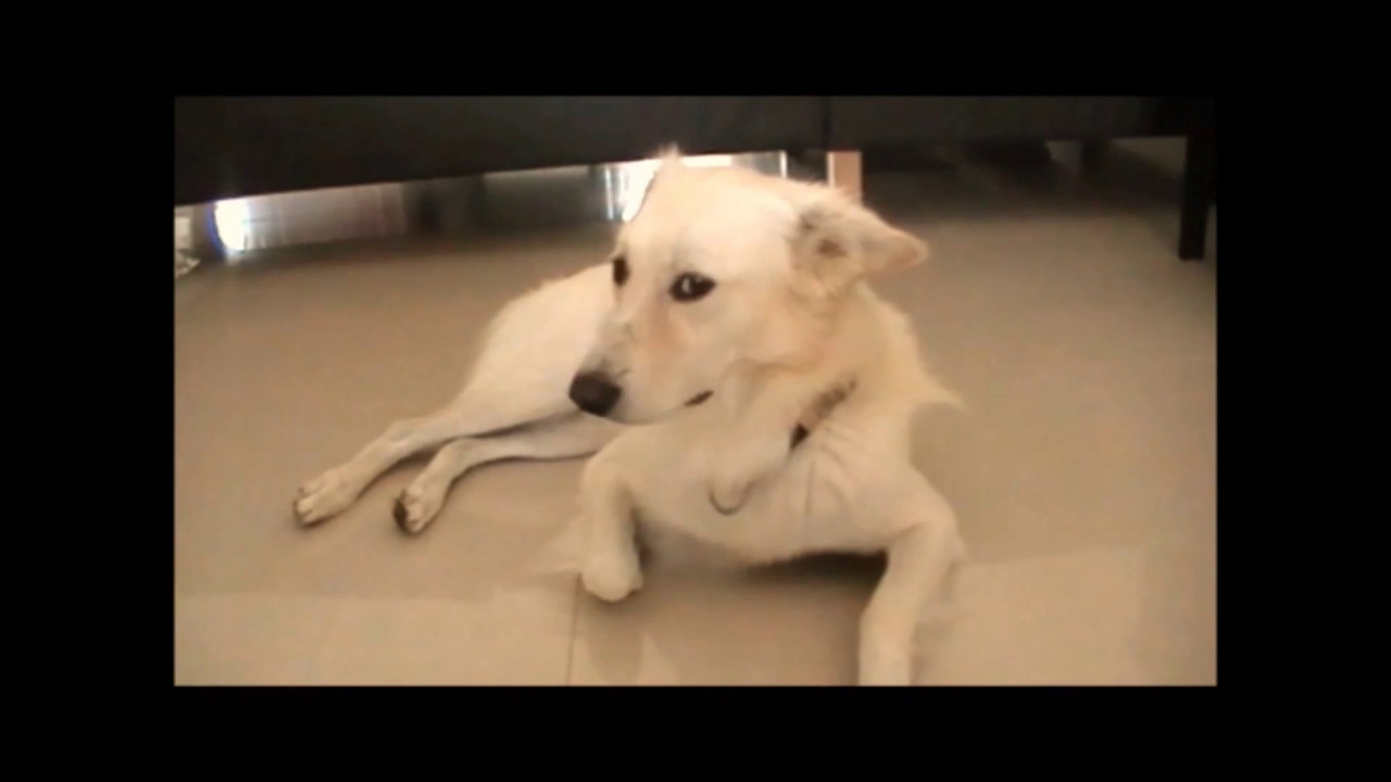 Dog Body Language