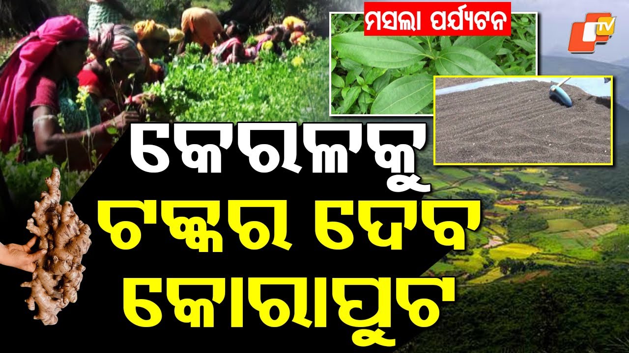 Koraput Emerges as Hub for Spice Cultivation and Masala Tourism