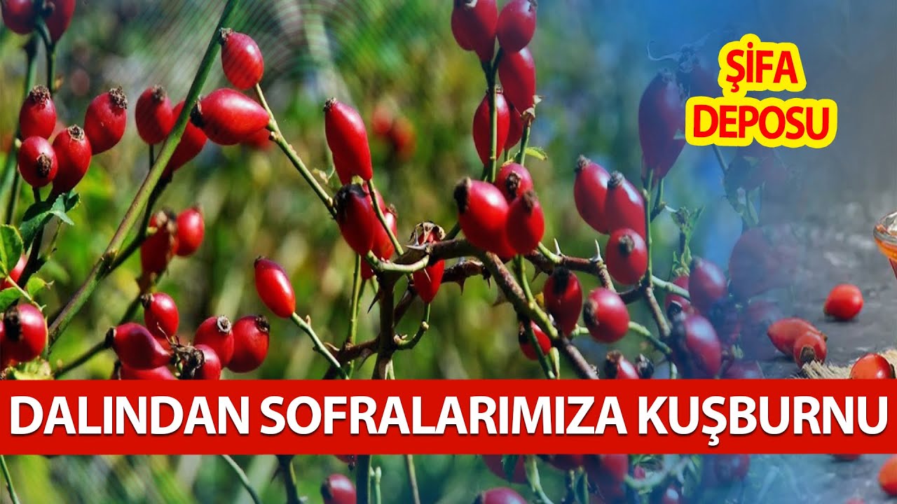 Kış Sofralarının Vazge&ccedil;ilmezi: KUŞBURNU