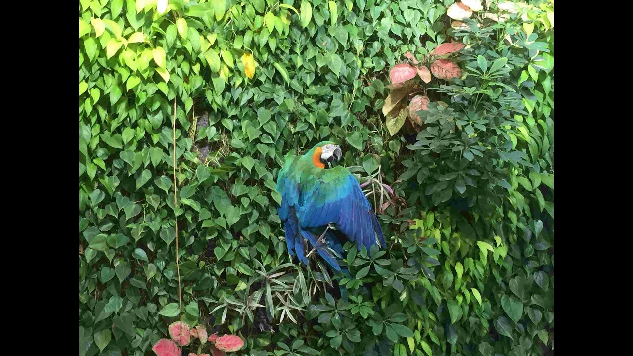 Hybrid Macaw Parrot visiting Kew