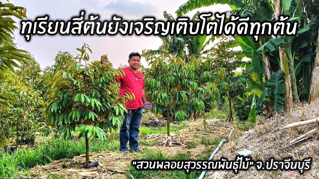 ทุเรียนหมอนทองสี่ต้นอายุเข้าเดือนที่เก้ายังเจริญเติบโตได้ดีทุกต้น 