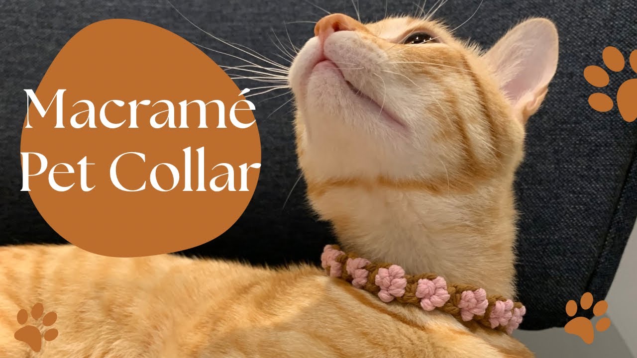 Macramé Cat Collar – Cute, Safe & Easy DIY! 🐾