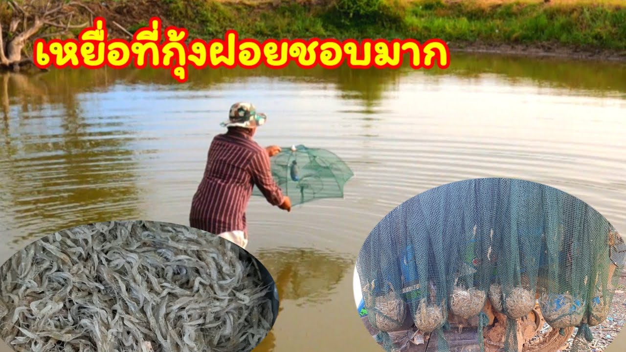 มีตัวเท่าไหร่เข้าไม่เหลือ ดักกุ้งฝอยด้วยเหยื่อดี ที่กุ้งฝอยชอบ