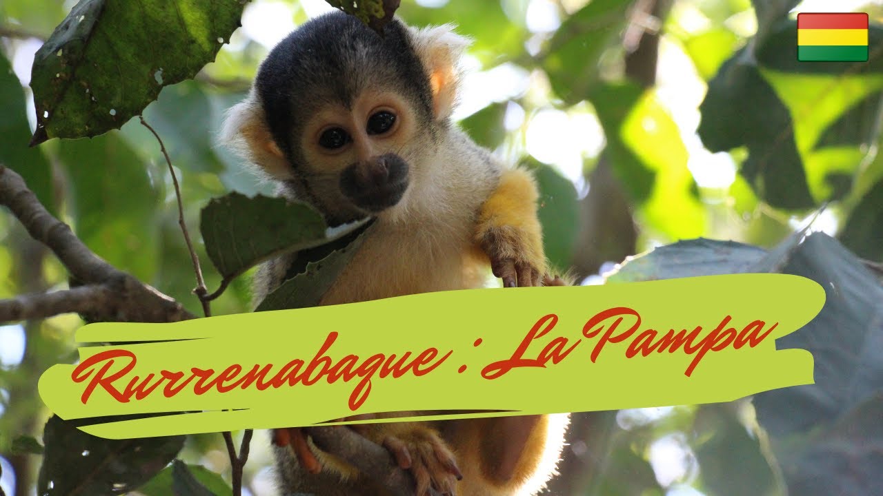 La pampa amazonienne🐊 🌿 🐬 ! | PARC NATIONAL MADIDI 🇧🇴  [Vlog#108]