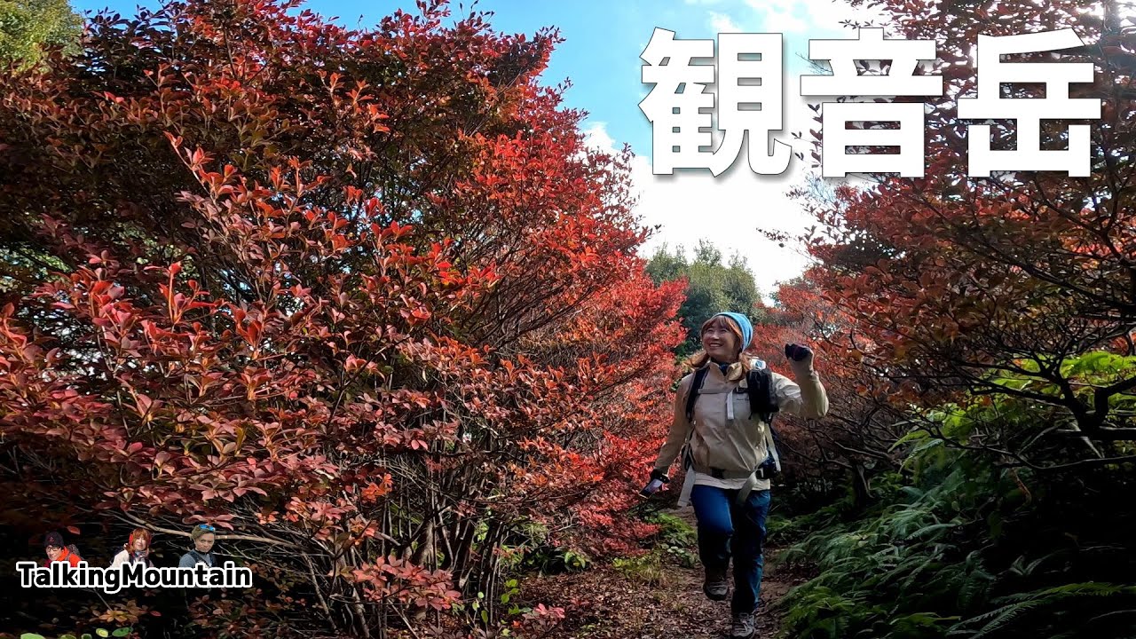 【秋の低山】観音岳　ドウダンツツジのトンネルに大興奮！｜山口県宇部市｜2024/11/29