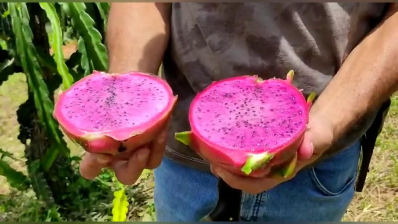 A melhor pitaya para cultivo comercial parte 2!The best dragon fruit for commercial cultivation!