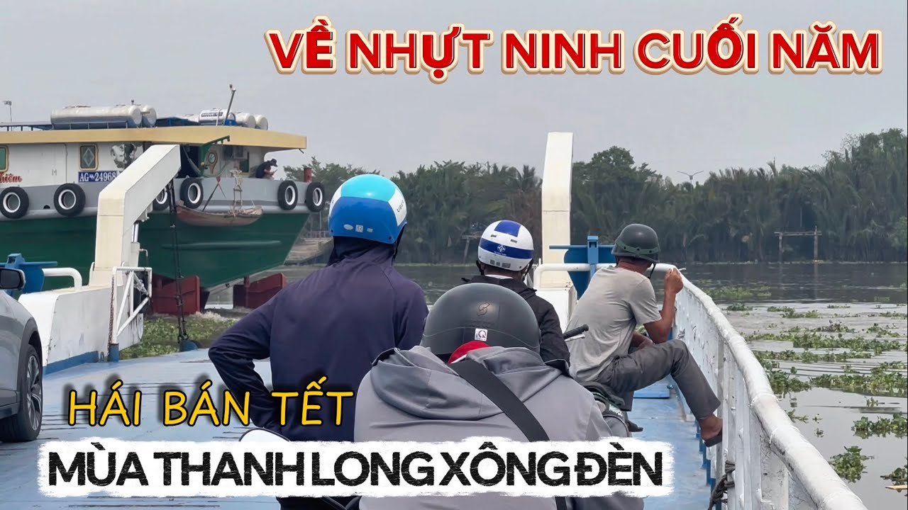 Đường Cầu Dừa Nhựt Ninh Cuối Năm | Mùa Cuối Năm Hái Thanh Long Xông Đèn Bán Tết.