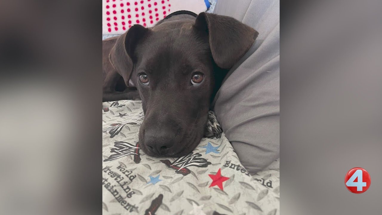 Wake Up Wags: Gus is looking for a forever home