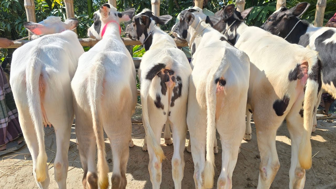 রনি ভাইয়ের খামার থেকে মাঝারি সাইজের বকনা বাচ্চার কালেকশন দেখুন 