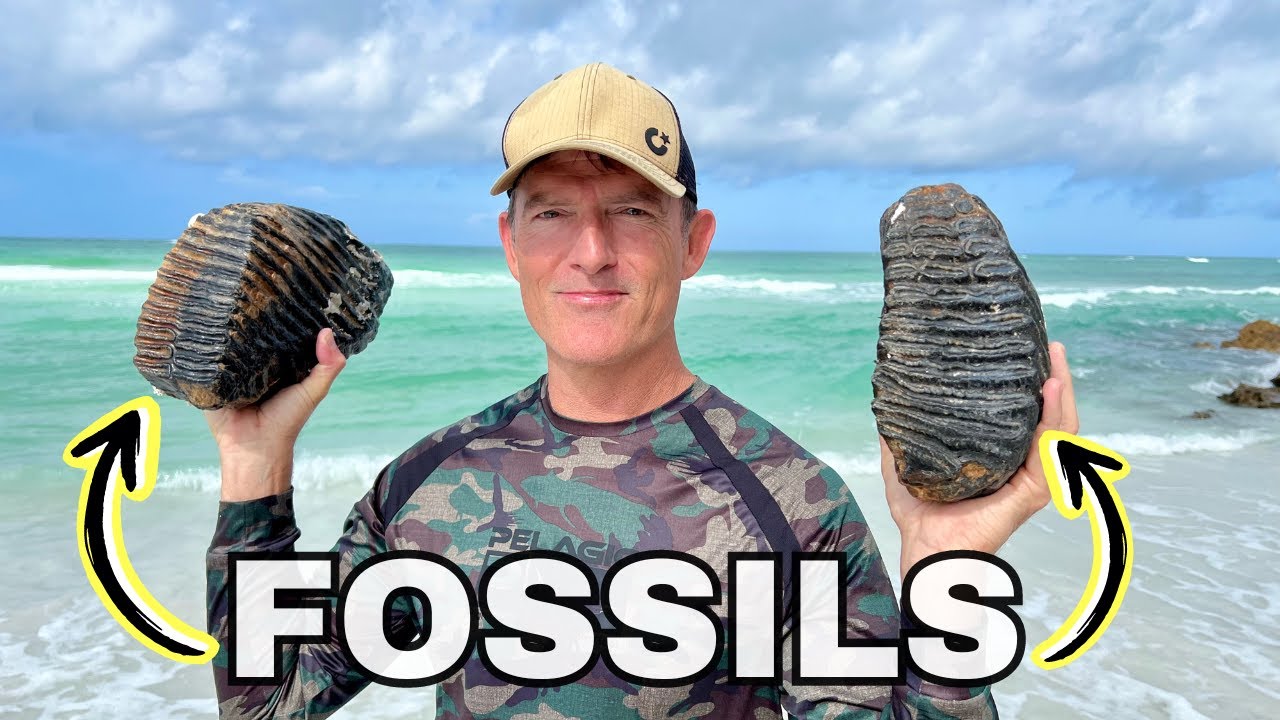 Diving into the Past: MEGALODON and MAMMOTH teeth found in Florida
