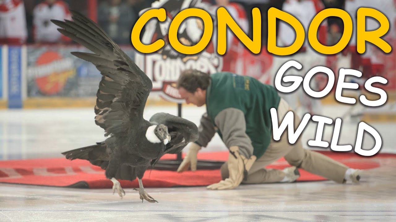 Condor goes WILD during Bakersfield Condors Game - 2BC Reacts