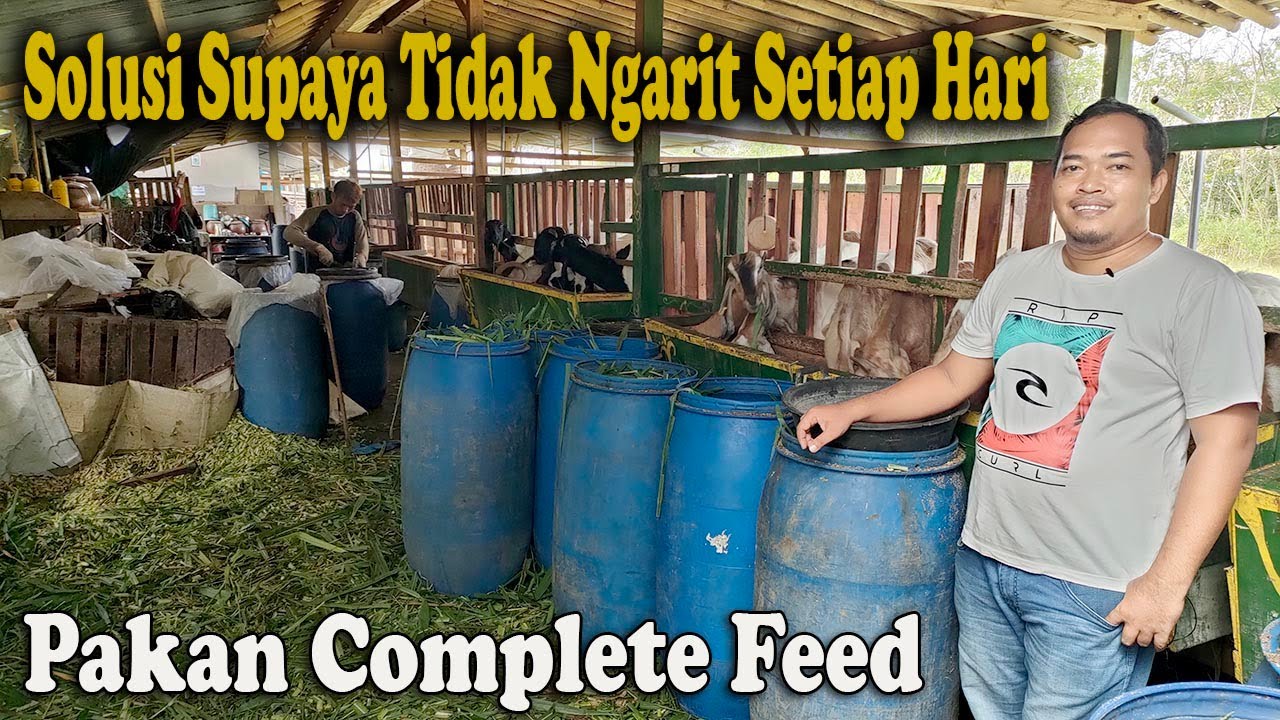 Solusi Supaya Tidak Ngarit Setiap Hari, Pakan Complete Feed
