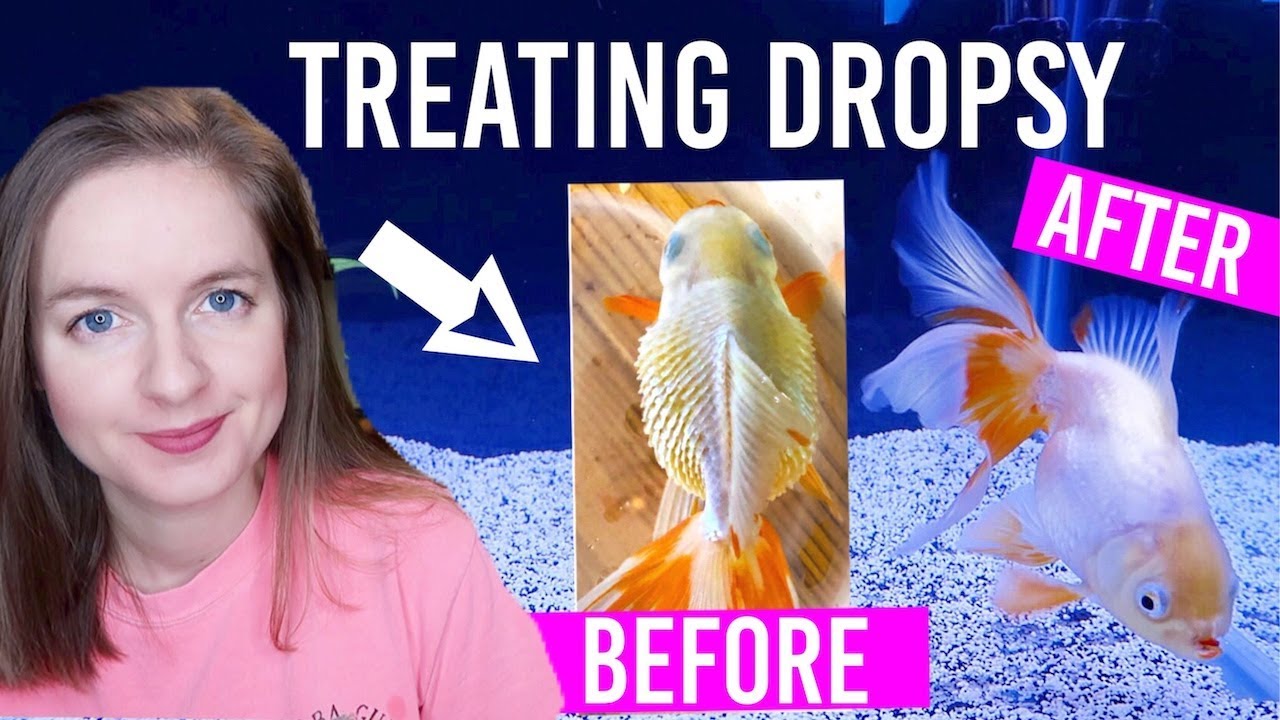 How To Treat Dropsy In Goldfish ( Full 2 Week Treatment)