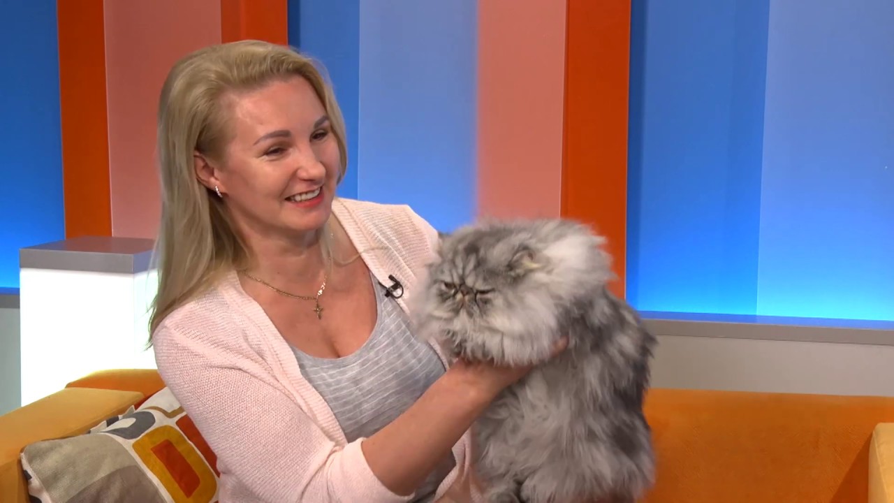 Персидский кот