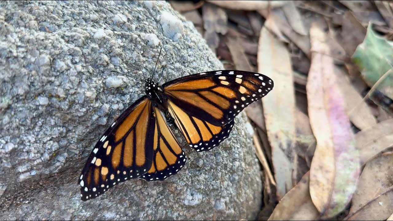 [4KHDR] Monarchs of Monterey Bay
