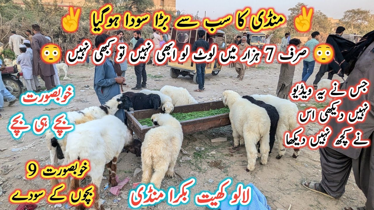 Lalukhet Bakra Mandi Latest Update l Larkana Dumba Baby l Bakri k Bacche l Bakra Mandi 2025 l