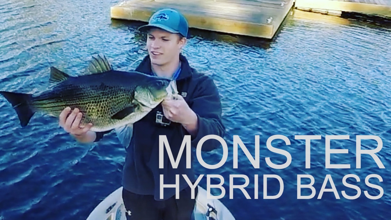 Monster Hybrid Bass!!!