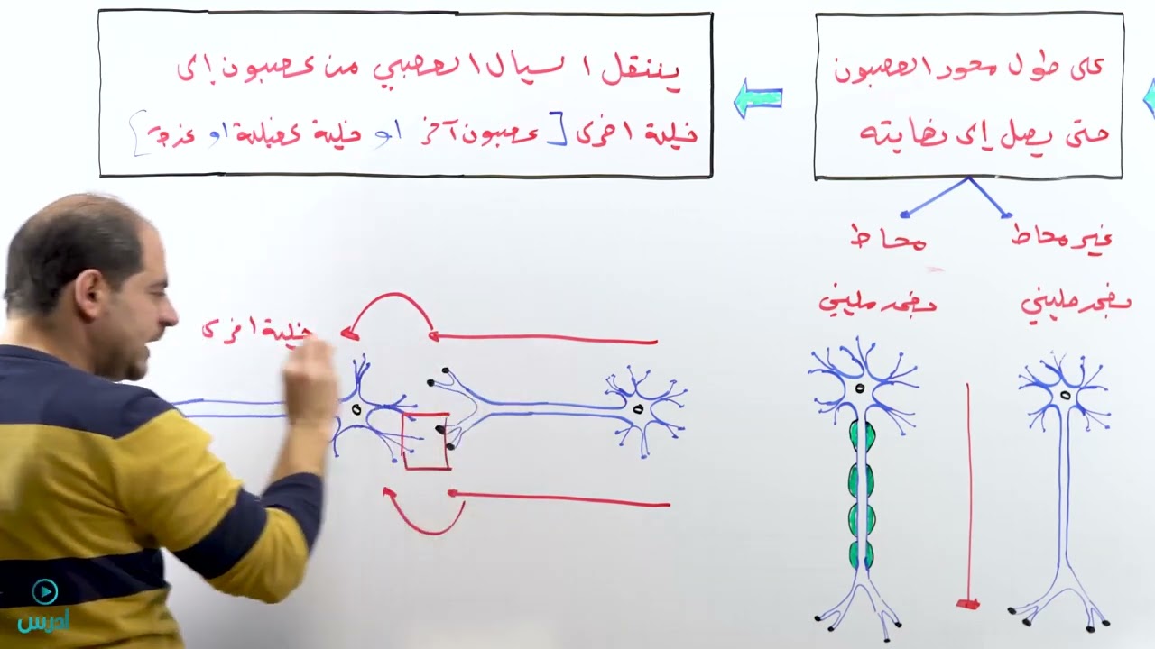 انتقال السيال العصبي جزء 1 - الأستاذ عبادة الشاعر