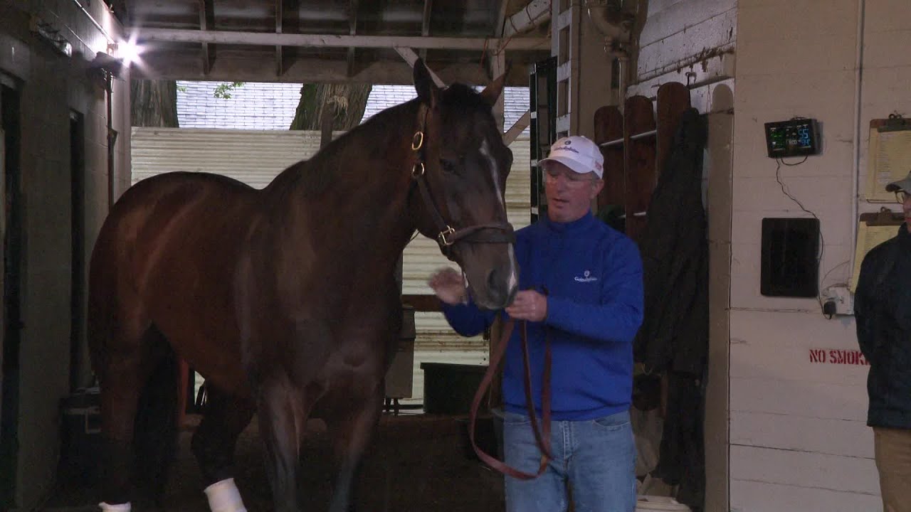 Kentucky Derby winner Sovereignty on the backside at Churchill Downs