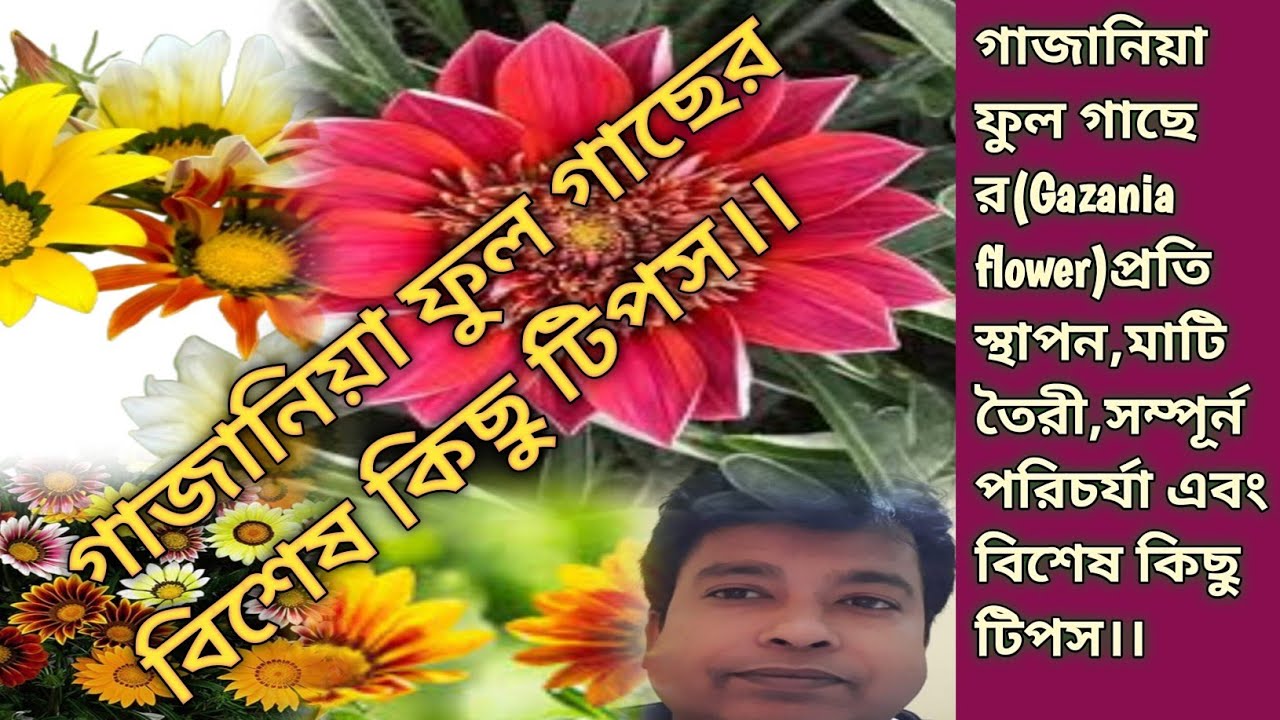 গাজানিয়া ফুল গাছের(Gazania flower)প্রতিস্থাপন,মাটি তৈরী,সম্পূর্ন পরিচর্যা এবং বিশেষ কিছু টিপস।।
