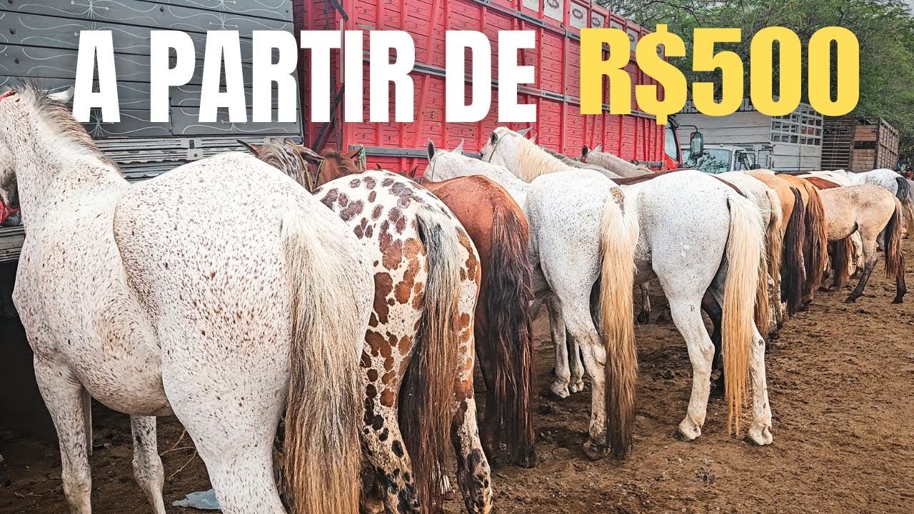 FEIRA DE CAVALOS DE CARUARU PE, ANIMAIS A PARTIR DE 500 REAIS, (06/05/25)