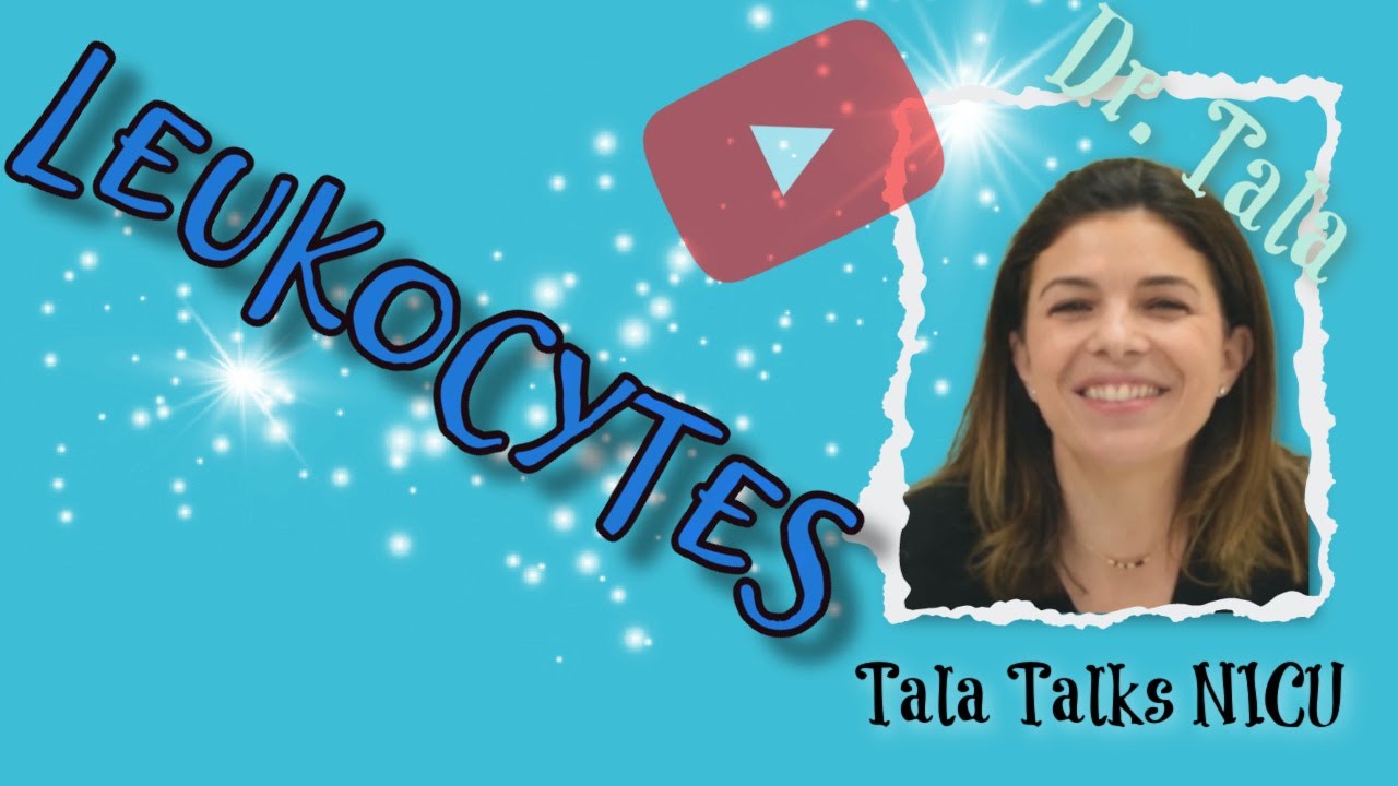 Общий анализ крови, часть 2 — лейкоциты — Tala Talks, отделение интенсивной терапии новорожденных