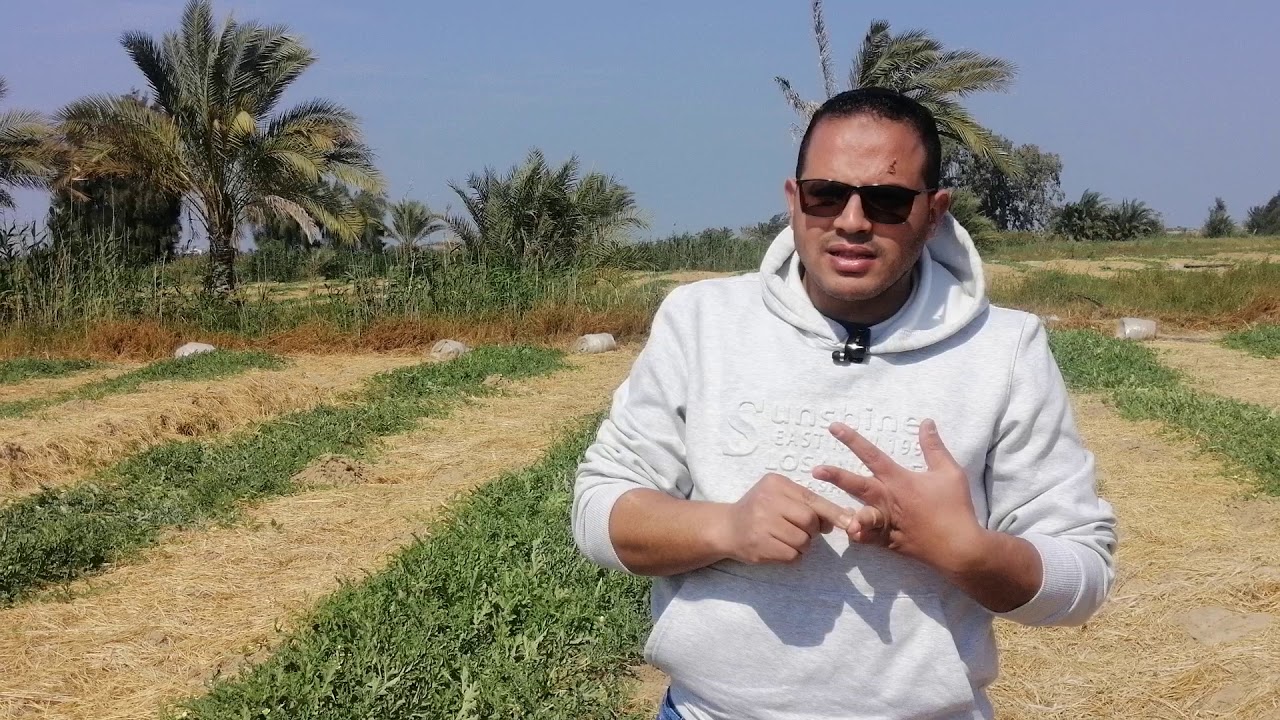 مكافحة وتغذية البطيخ الجزء السابع   #م_رضا_توفيــق_ابوحمزه
