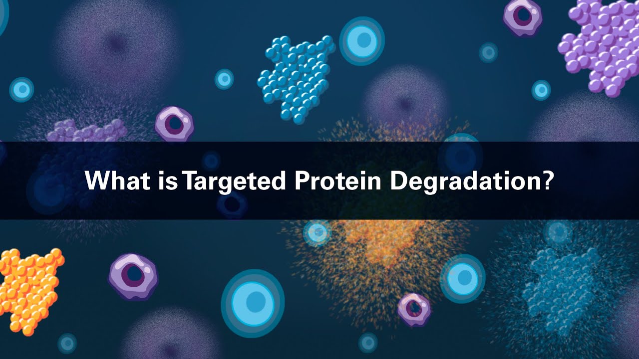 What is Targeted Protein Degradation?