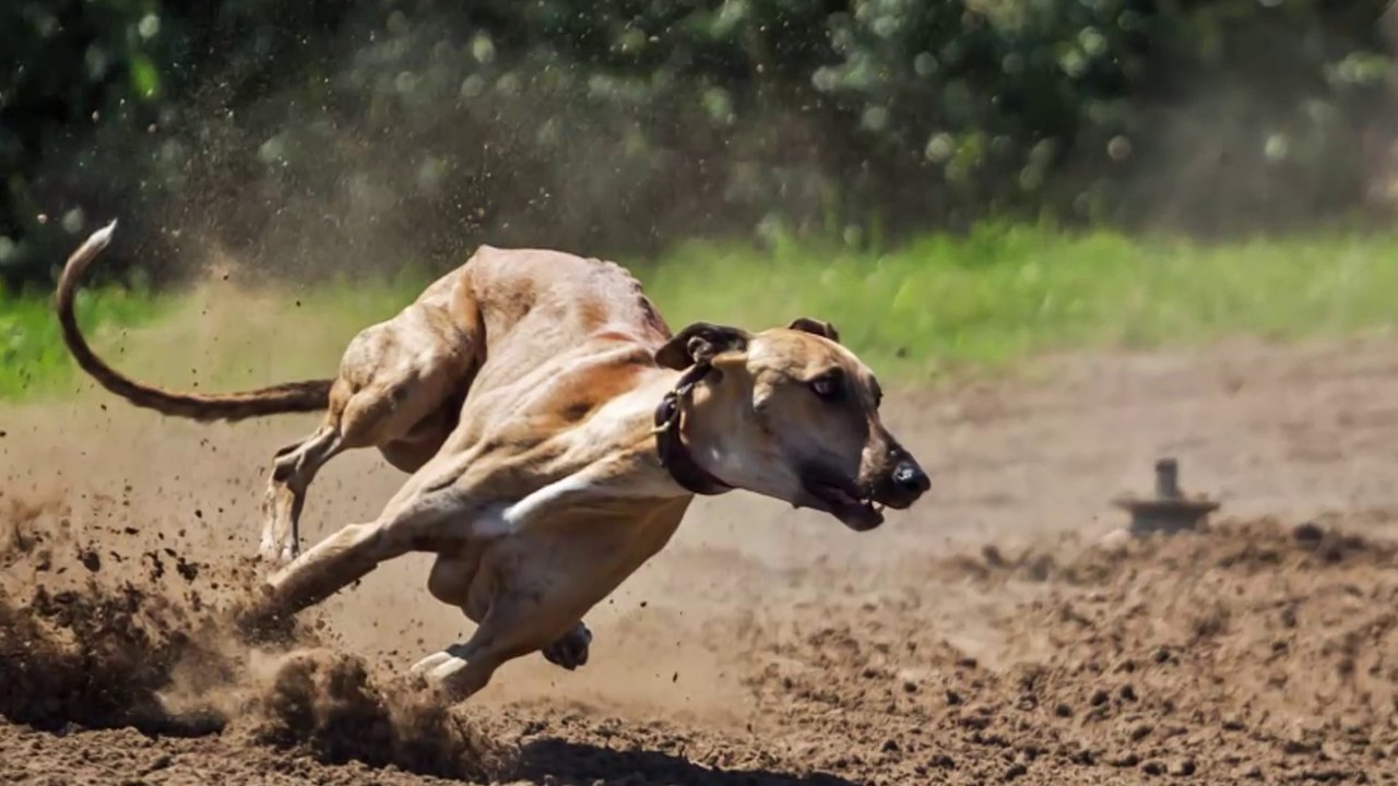 Always Losing Your Greyhound bets? This is the solution.