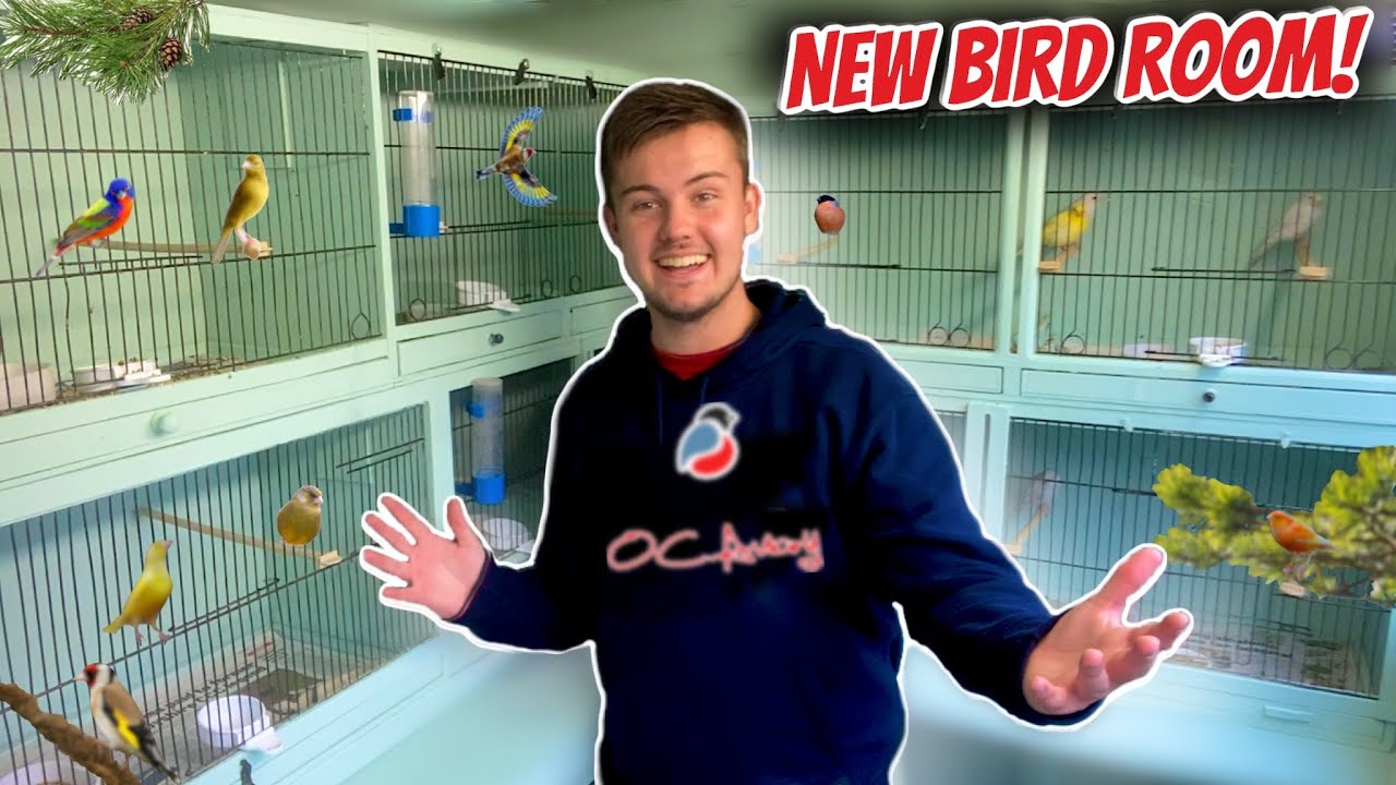 My *NEW* Young Bird Room!