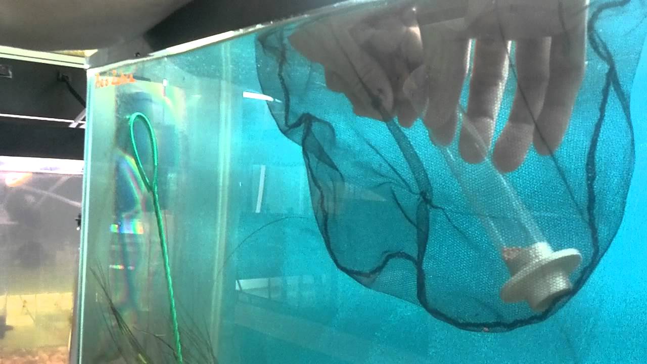 Stripping African Cichlids