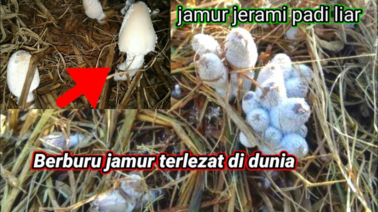 Cara mencari jamur padi liar di tumpukan jerami