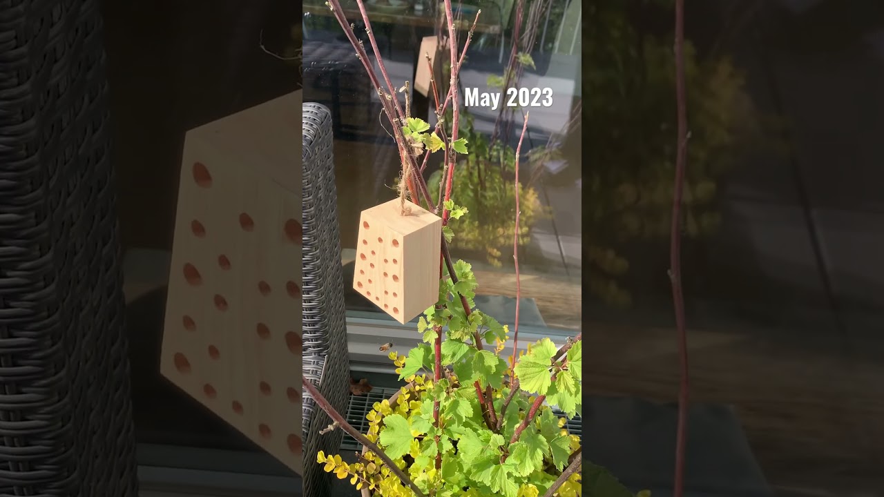Little friend checks out my new #beehotel | May 2023 #shorts #balcony #garden #nature #bee