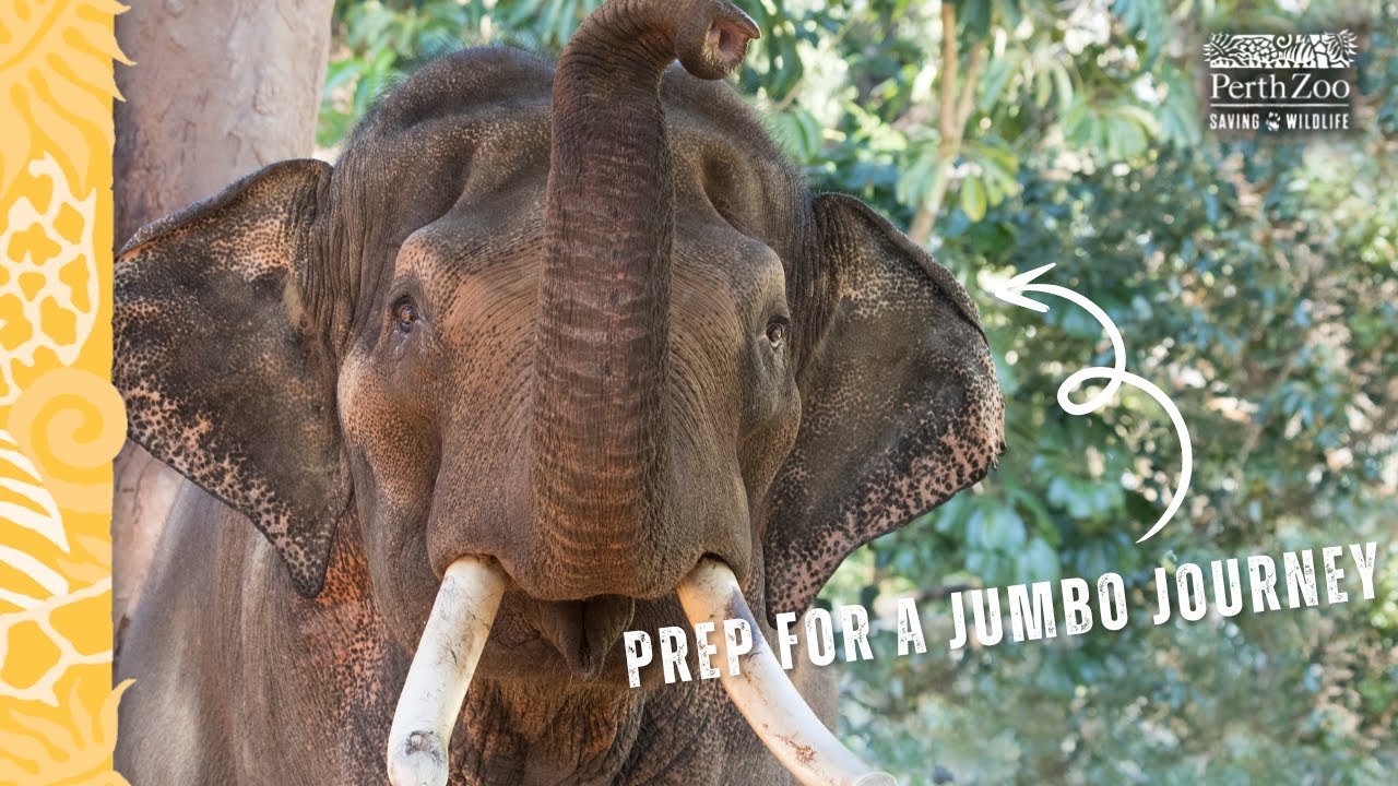 Prepping an elephant for a roadtrip | Perth Zoo