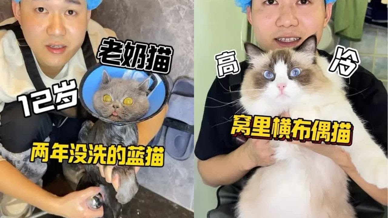 12歲2年沒洗澡的老奶貓，看看今天能不能拿下來！#洗澡  #宠物  #貓咪洗澡 #貓咪咬人 #惡貓 #上門洗貓 #寵物 #猫咪