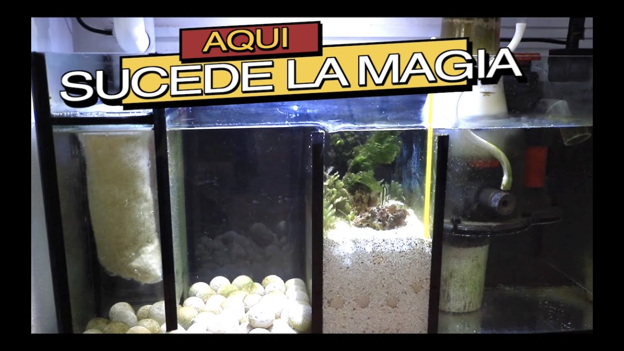 COMO TENER EL ACUARIO SIN ALGAS Y CON PECES SANOS||||||😲🐟🐠
