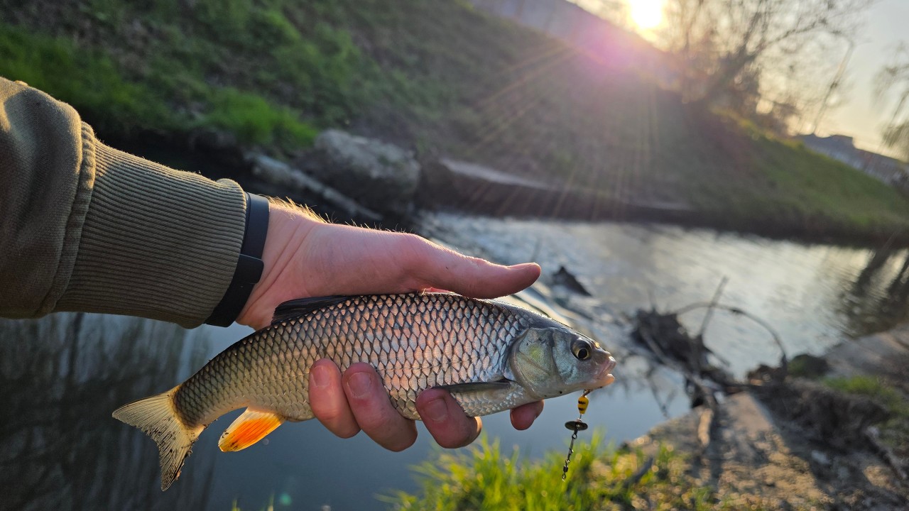 Street Fishing la clean în Oradea 🎣[ BFS FISHING ]